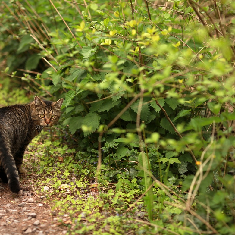 Katze, © UBG, Alexandra Bernhardt