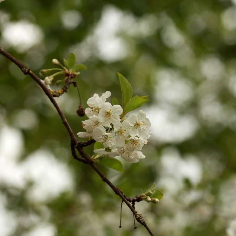 Blüte, © UBG, Alexandra Bernhardt