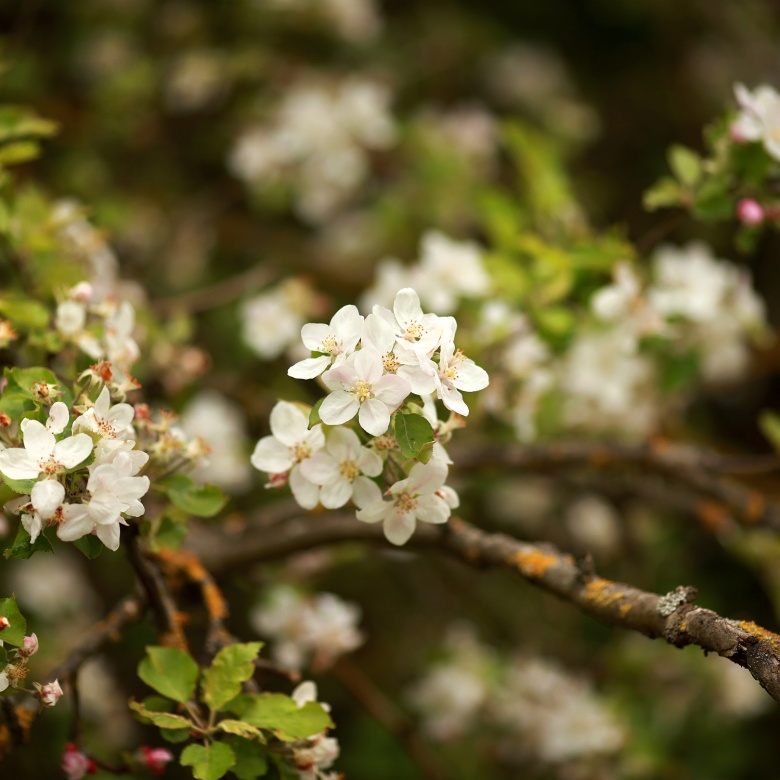 Blüte, © UBG, Alexandra Bernhardt