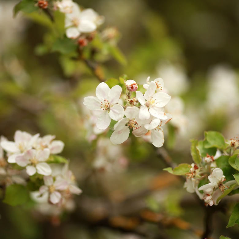 Blüte, © UBG, Alexandra Bernhardt