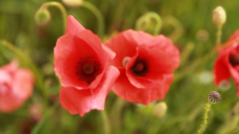 Mohnblumen, © UBG, Alexandra Bernhardt