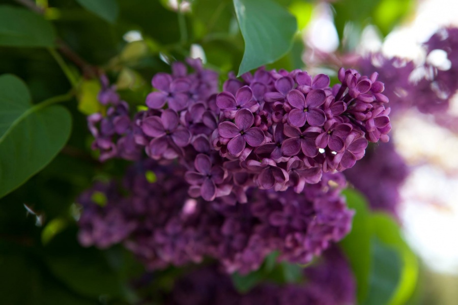 Blumen, © UBG, Alexandra Bernhardt