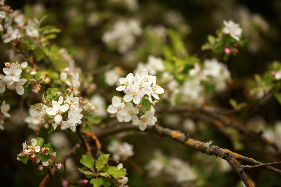 Blüte, © UBG, Alexandra Bernhardt